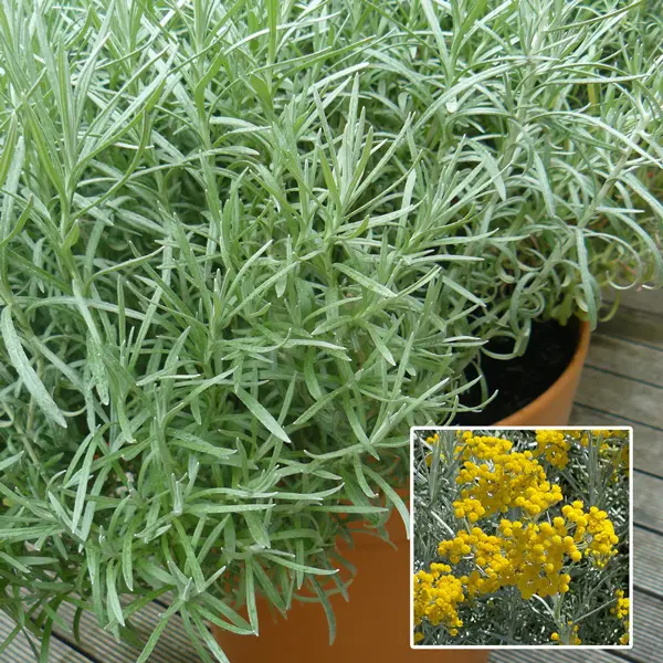 Curry Plant 68mm Curry Plant 68mm