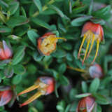 Darwinia Citriodora Prostrate P14darcpr - Garden Express Australia