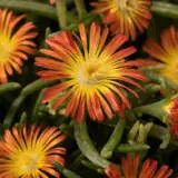 Delosperma Delmara Orange P68deldor - Garden Express Australia