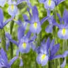 All Types of Irises and Their Uses Dutch Iris Discovery Sky Pkdirdsk - Garden Express Australia