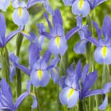 Dutch Iris Discovery Sky Pkdirdsk - Garden Express Australia