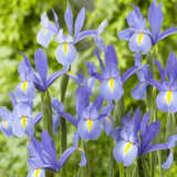 Dutch Iris Discovery Sky