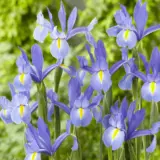 Dutch Iris Discovery Sky Dutch Iris Discovery Sky