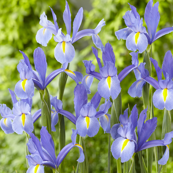 Dutch Iris Discovery Sky