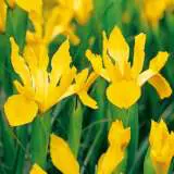 Dutch Iris Orange Beauty Pkdirobe 1 - Garden Express Australia