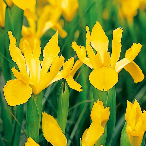 Dutch Iris Orange Beauty