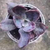 Echeveria Afterglow 2023 P68echagl - Garden Express Australia