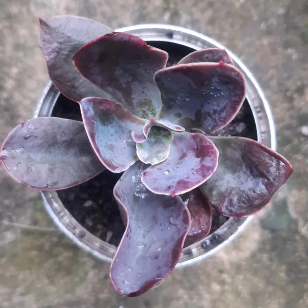 Echeveria Afterglow Echeveria Afterglow