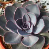 Echeveria Perle Von Nurnberg P68echpvn - Garden Express Australia