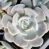 Echeveria Runyonii Rose P68echrro - Garden Express Australia