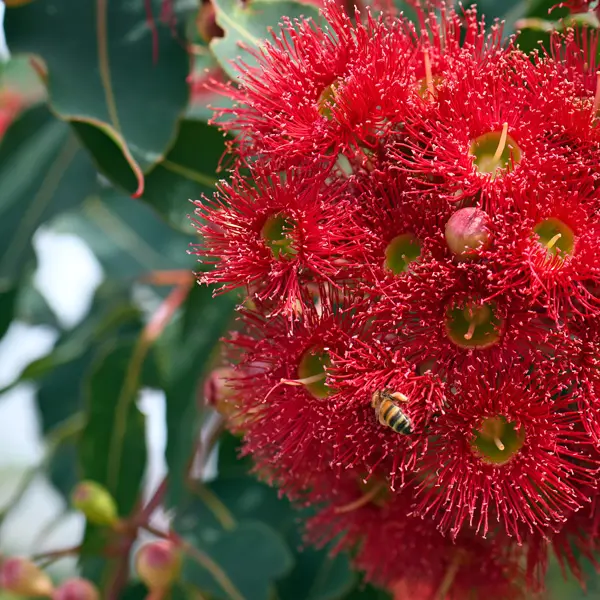 Eucalyptus (corymbia ) Mini Red