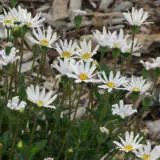 Felicia Pinwheel Snow P68felpsn - Garden Express Australia