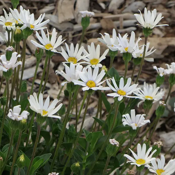 Felicia Pinwheel Snow Felicia Pinwheel Snow