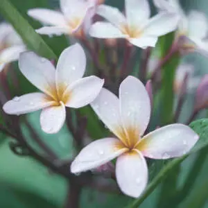 A Flourish Of Frangipanis - Types Of Frangipanis Fragipani Darwin Blue 2 P12fradblu - Garden Express Australia