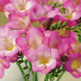 Freesia Pink Devotion Pkfrepde 1 1 - Garden Express Australia