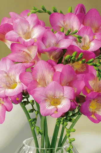 Freesia Giant Pink Devotion