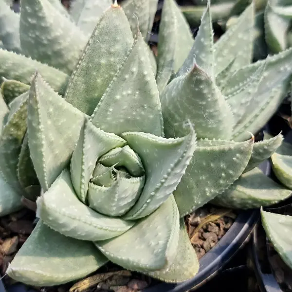 Gasteraloe Silver Swirls