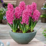 Hyacinth Johanna Hyacinth Johanna