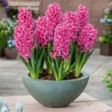 Hyacinth Johanna Hyacinth Johanna