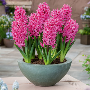 Hyacinth Johanna Hyacinth Johanna