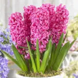 Hyacinth Johanna Hyacinth Johanna