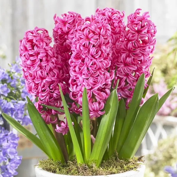 Hyacinth Johanna