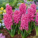 Hyacinth Johanna Pkhyajoh 2025 - Garden Express Australia