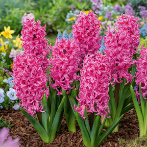 Hyacinth Johanna Hyacinth Johanna