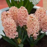 Hyacinth Orange Lion Pkhyaoli - Garden Express Australia
