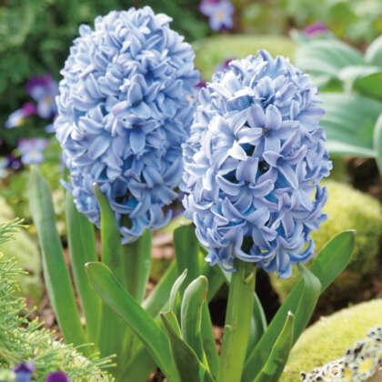 Hyacinth Sky Jacket Pkhyasja - Garden Express Australia