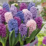 Hyacinth Spring Pastels Blend Pkhyaspb 2025 - Garden Express Australia