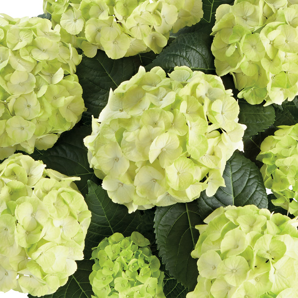 Hydrangea Tea Time Caipirinha Garden Express