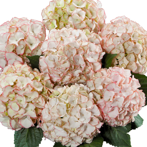 Hydrangea Tea Time Chique Garden Express