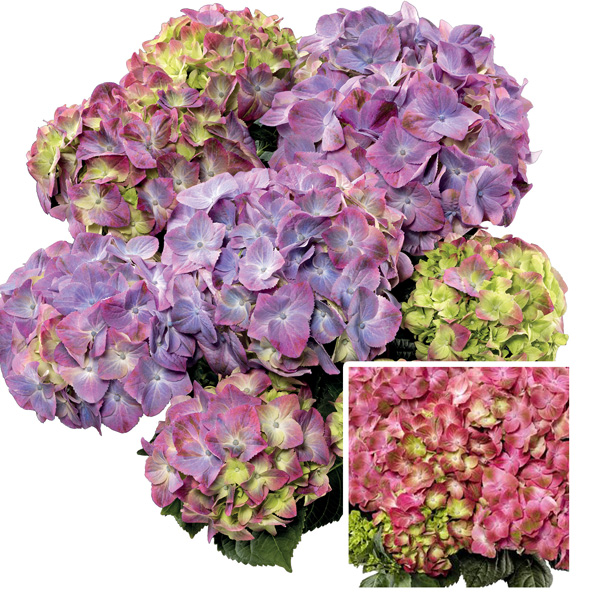 Hydrangea Tea Time Green Lips Garden Express
