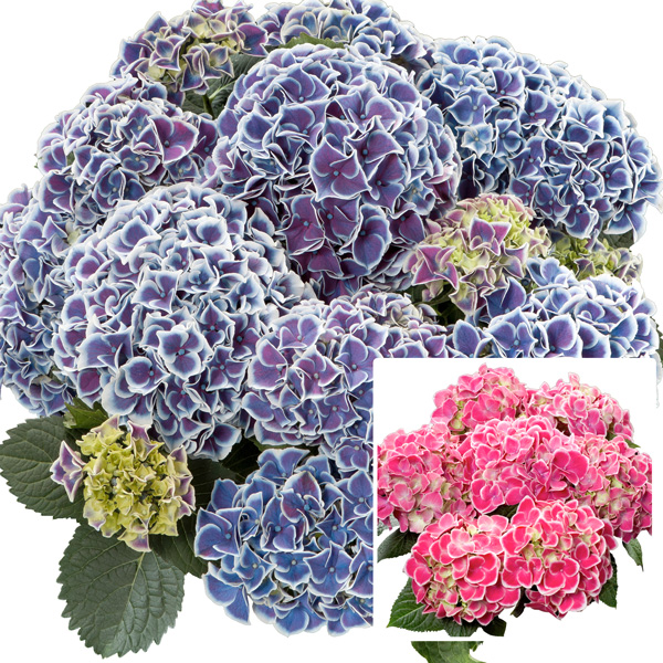 Hydrangea Tea Time Tivoli Garden Express