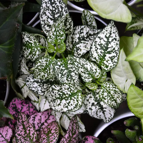 Hypoestes White Splash