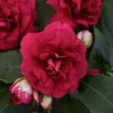 Impatiens Bonita Burgundy P68impbbu - Garden Express Australia