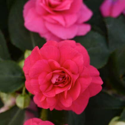 Impatiens Bonita Rose P68impbro - Garden Express Australia
