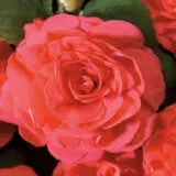 Impatiens Bonita Salmon P68impbsa - Garden Express Australia