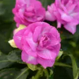 Impatiens Bonita Stardust Lavender P68impbsl - Garden Express Australia