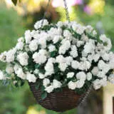 Impatiens Bonita White P68impbwh - Garden Express Australia