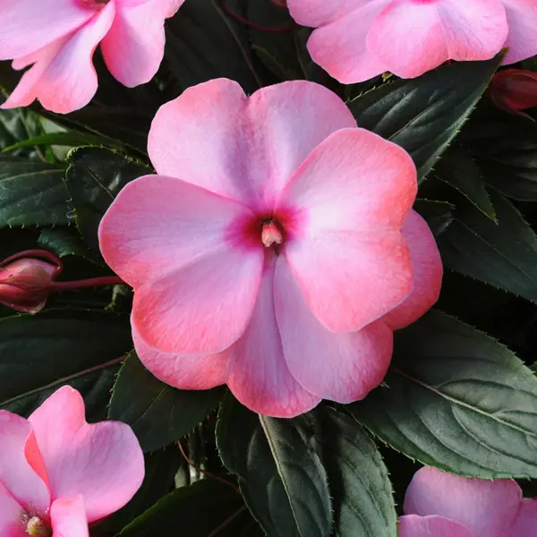 Impatiens Clockwork Appleblossom