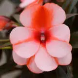 Impatiens Clockwork Orange Stripe P68impcos - Garden Express Australia