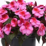 Impatiens Clockwork Pink Star P68impcps - Garden Express Australia