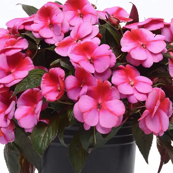 Impatiens Clockwork Pink Star