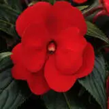 Impatiens Clockwork Red P68impcre - Garden Express Australia