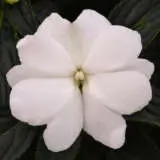 Impatiens Clockwork White P68impcwh - Garden Express Australia