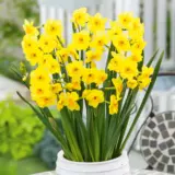Jonquil Golden Dawn Jonquil Golden Dawn