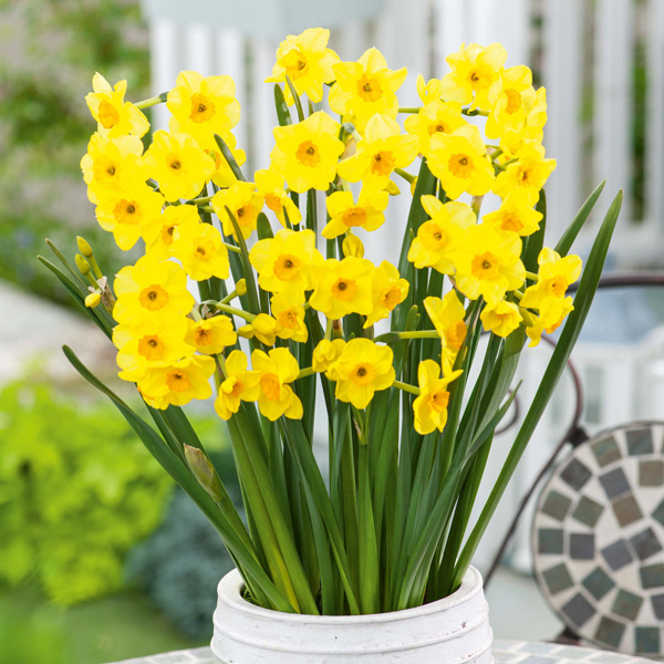 Jonquil Golden Dawn Jonquil Golden Dawn