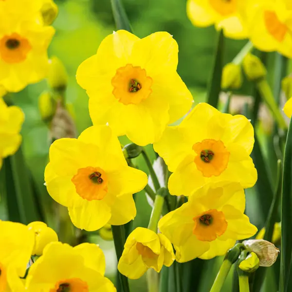 Jonquil Golden Dawn